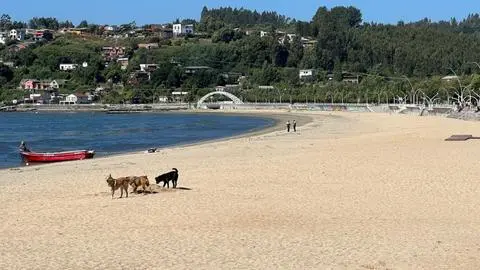 Línea de buses reactiva el servicio directo de Chillán a Dichato para el verano: También salen a Yumbel