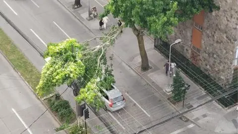 Caída de rama sobre tendido eléctrico deja a casi 4 mil personas sin luz en Concepción