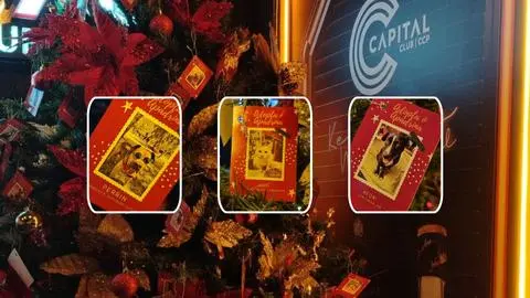 Árbol de Navidad en reconocida discoteca brinda esperanza a 40 mascotas rescatadas en el Gran Concepción: emociona a quien se detiene a mirar