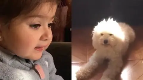 Perrita viral del “sácala de ahí” pasa por complejo momento de salud: Familia pide ayuda