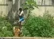 La historia del joven vulnerable que murió tras entrar a jaula de una leona deja al descubierto abandono de la salud mental en Brasil