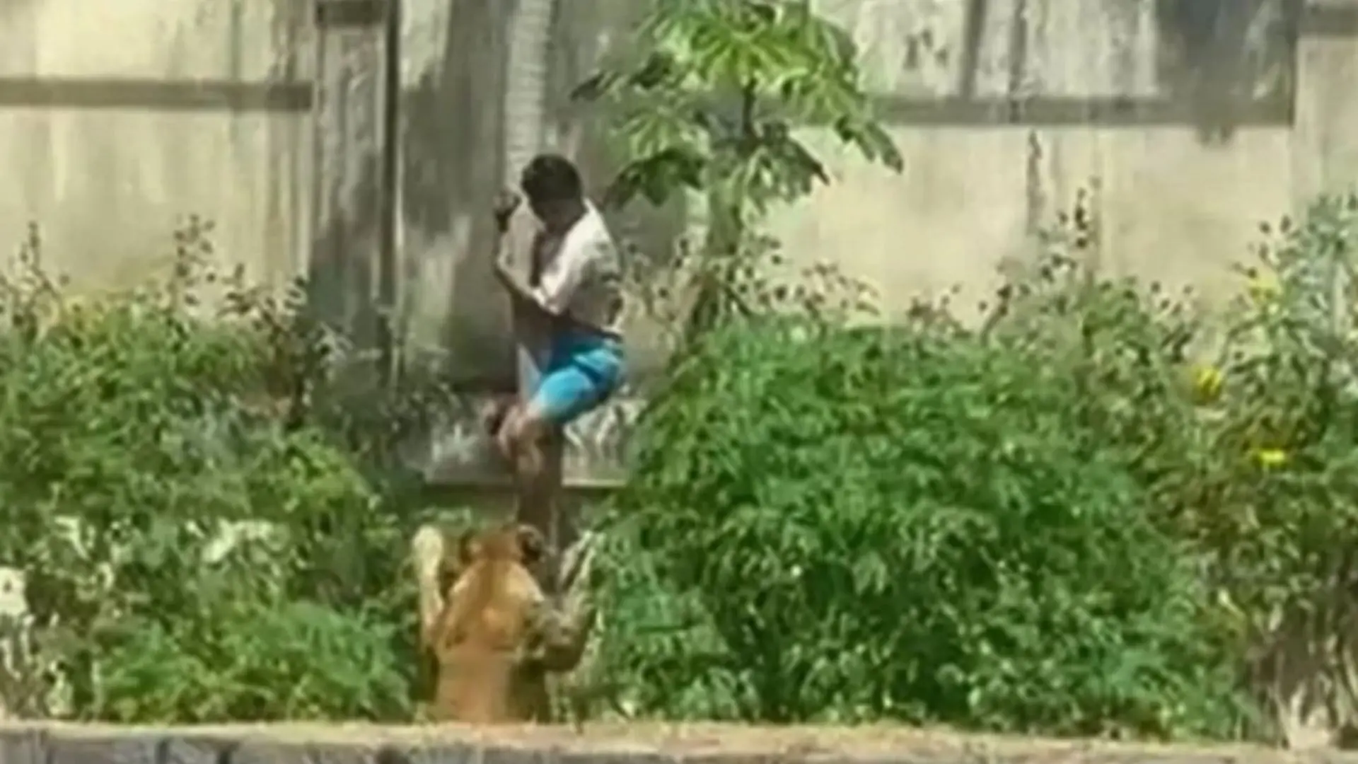 La historia del joven vulnerable que murió tras entrar a jaula de una leona deja al descubierto abandono de la salud mental en Brasil