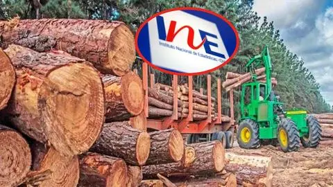 Octubre para el olvido en la industria forestal del Biobío: Se registró casi un 50% menos de exportaciones que igual mes del año anterior