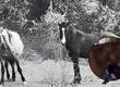 Indignación en Curanilahue tras robo y faenamiento de caballos de concejal