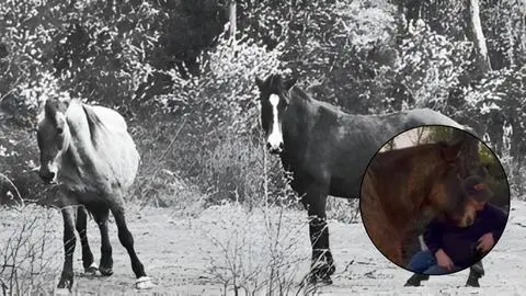 Indignación en Curanilahue tras robo y faenamiento de caballos de concejal