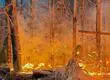 Alistan plan contra incendios forestales en el Biobío con enfoque en la prevención