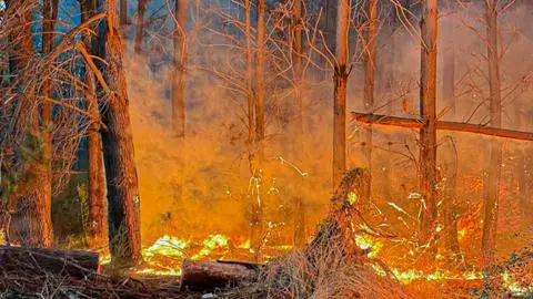 Alistan plan contra incendios forestales en el Biobío con enfoque en la prevención