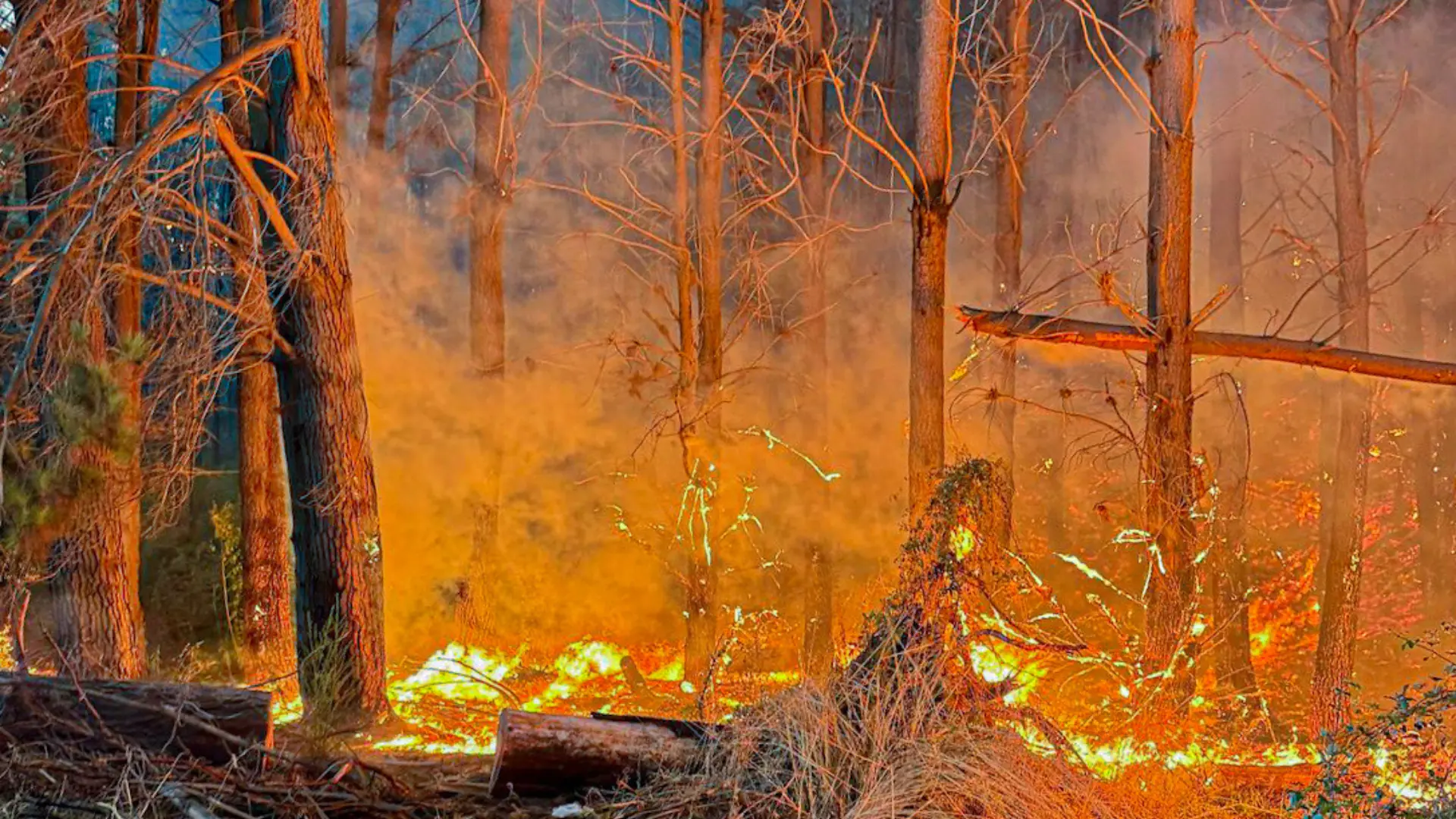 Casi la mitad de los incendios forestales en el Biobío son intencionales: Arauco registra un alza del 58%