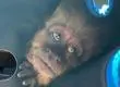 Escape del Mono Cai del Zoológico de Concepción: autoridades detallan su captura y SAG fiscalizará el recinto