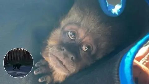 Escape del Mono Cai del Zoológico de Concepción: autoridades detallan su captura y SAG fiscalizará el recinto
