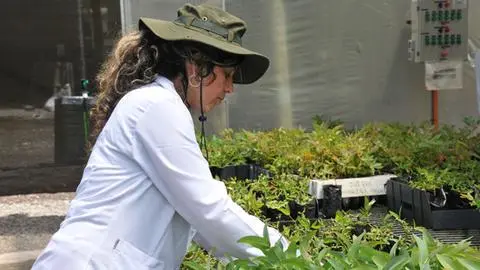 El “cerebro científico” de ARAUCO está en Concepción: conoce cómo funciona Bioforest, su centro de investigación