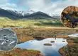 Preparan proyecto de casi 130 mil hectáreas para el resguardo de ecosistemas y animales en peligro de extinción en el sur de Chile