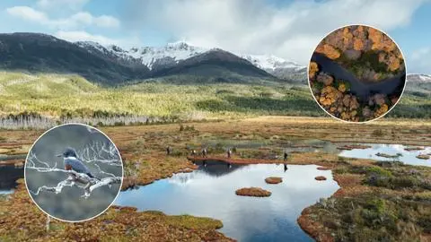 Preparan proyecto de casi 130 mil hectáreas para el resguardo de ecosistemas y animales en peligro de extinción en el sur de Chile