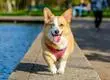 Golpe de calor en mascotas: recomendaciones para protegerlos de las altas temperaturas