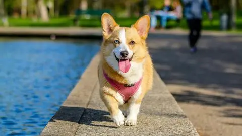 Golpe de calor en mascotas: recomendaciones para protegerlos de las altas temperaturas
