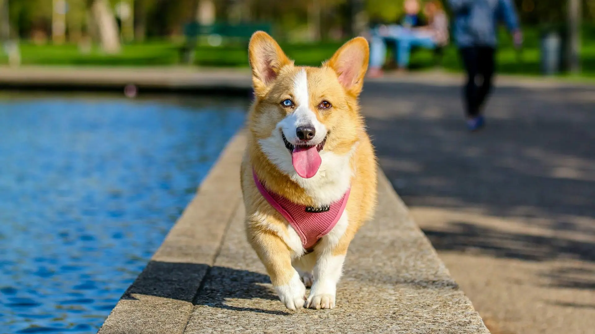Golpe de calor en mascotas: recomendaciones para protegerlos de las altas temperaturas