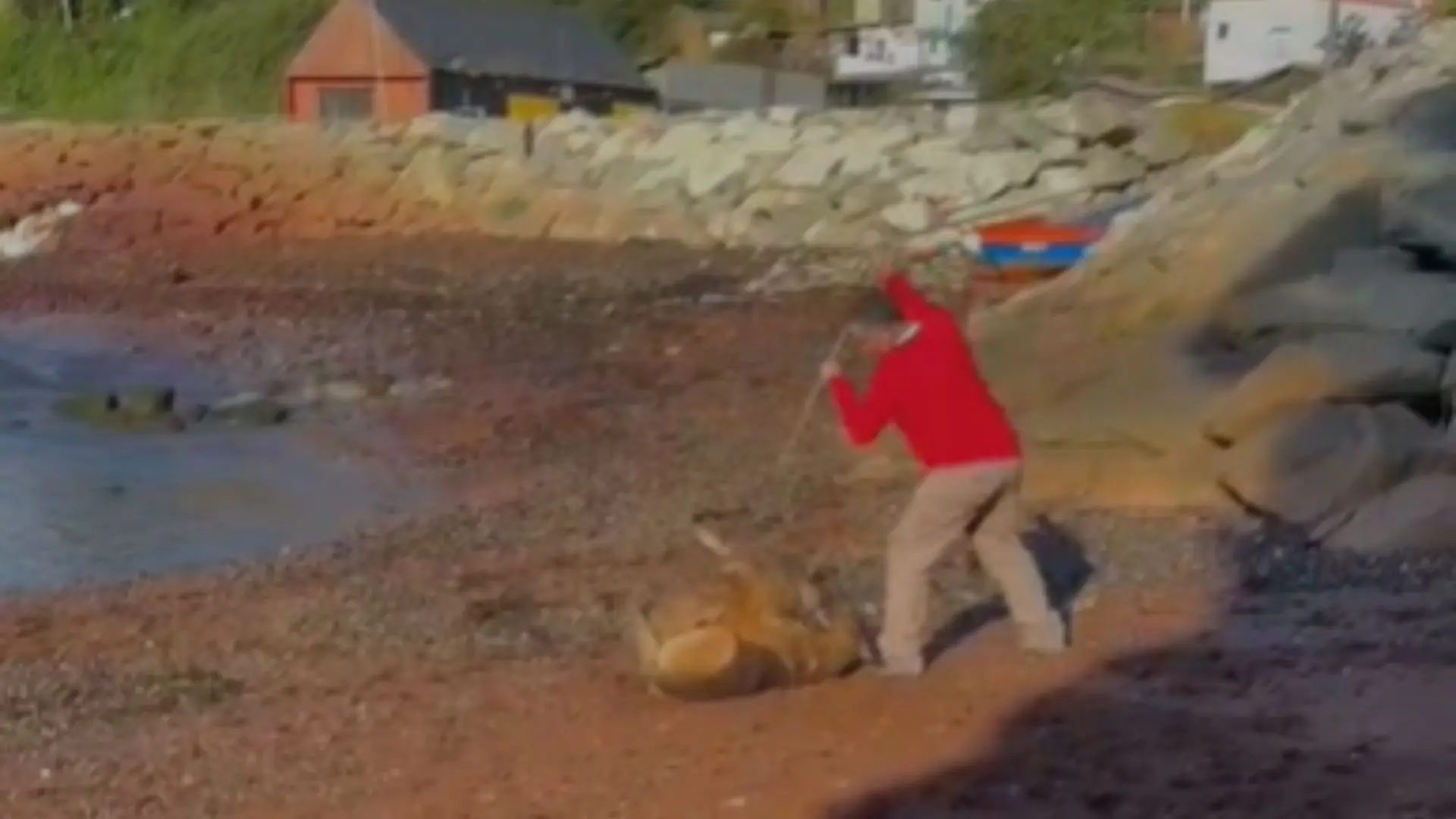 Hombre mató con una “lanza” a una perrita en playa de Lota y amenazó de muerte a su dueña