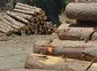“Existen bandas organizadas”: Advierten el patrón delictivo detrás del robo de madera en el Biobío