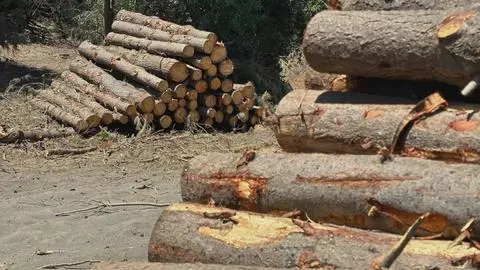 “Existen bandas organizadas”: Advierten el patrón delictivo detrás del robo de madera en el Biobío