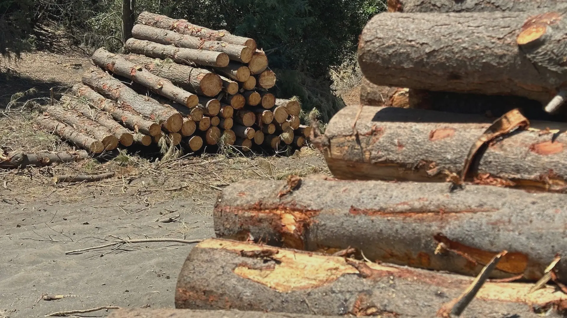 “Existen bandas organizadas”: Advierten el patrón delictivo detrás del robo de madera en el Biobío