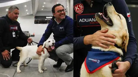 Tiernos nuevos funcionarios de Aduanas: Camada de cachorros se incorpora a labores de detección en Aeropuerto de Santiago