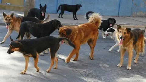 Jauría de perros ataca a adulta mayor en Valparaíso: Víctima recibió 25 mordeduras