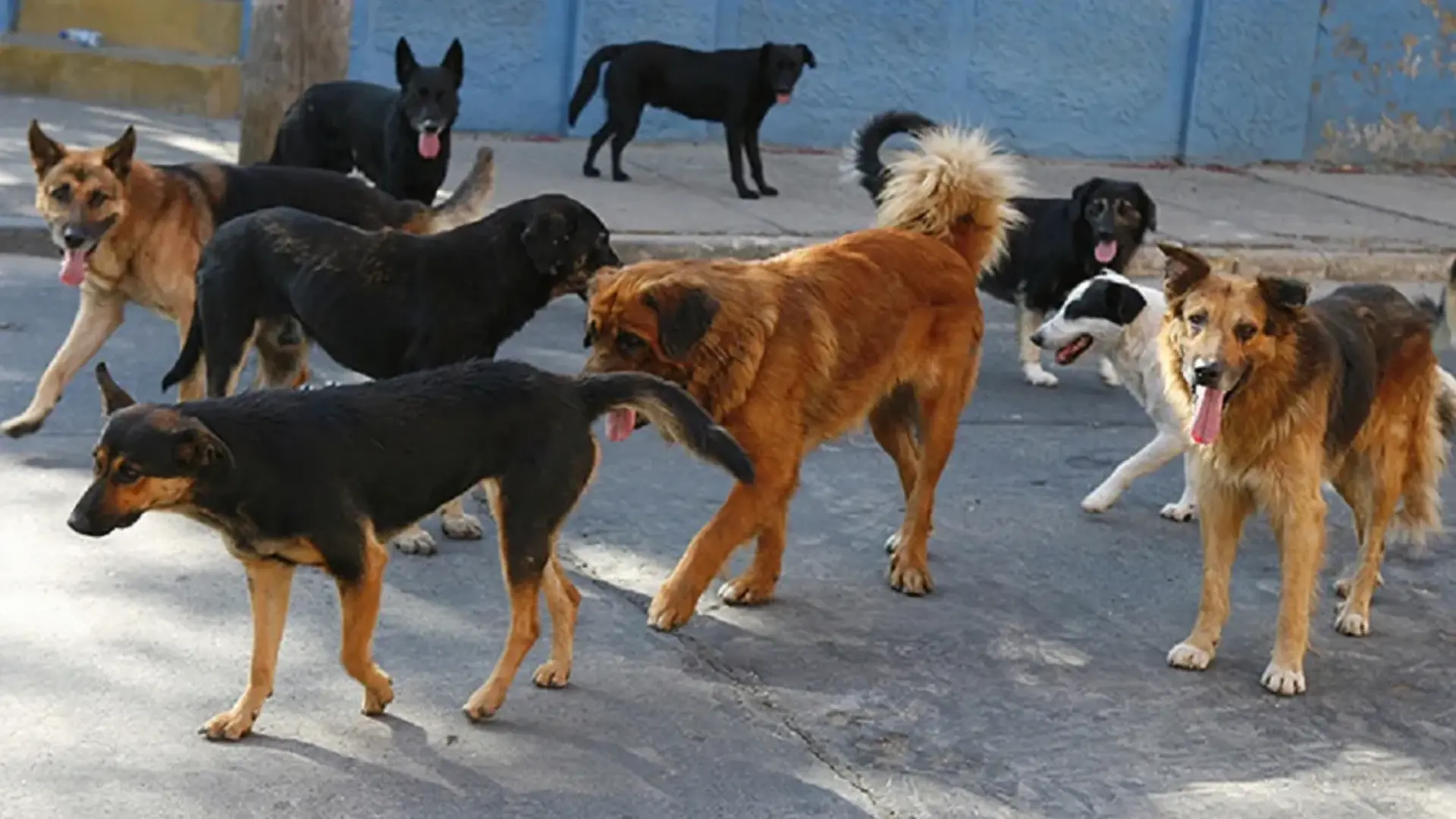 Jauría de perros ataca a adulta mayor en Valparaíso: Víctima recibió 25 mordeduras