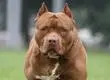 Formalizan a dueña de perros que ingresaron a un domicilio y atacaron a una mujer en Tomé