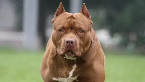 Formalizan a dueña de perros que ingresaron a un domicilio y atacaron a una mujer en Tomé