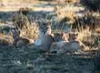 SAG presenta denuncia por matanza de puma y sus crías en Cochamó: Animal fue torturado previo a su muerte