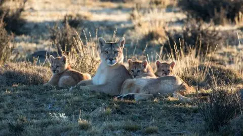SAG presenta denuncia por matanza de puma y sus crías en Cochamó: Animal fue torturado previo a su muerte