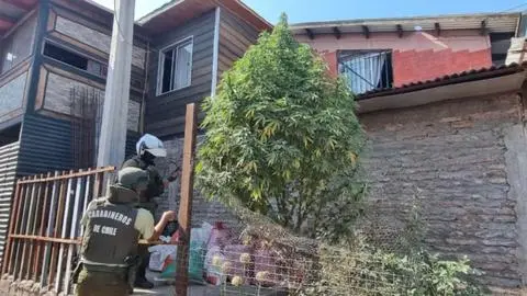 El peculiar “árbol navideño” hallado en San Bernardo: Planta de marihuana en vía pública tenía luces y adornos festivos