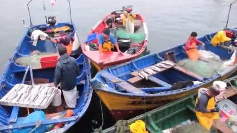 Aprueban proyecto para enfrentar la crisis de pesca en Lebu: Capacitará a los más afectados