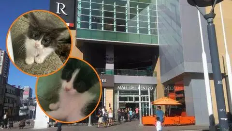 Adopción navideña: Perros y gatos buscan un hogar en el Mall del Centro Concepción este sábado