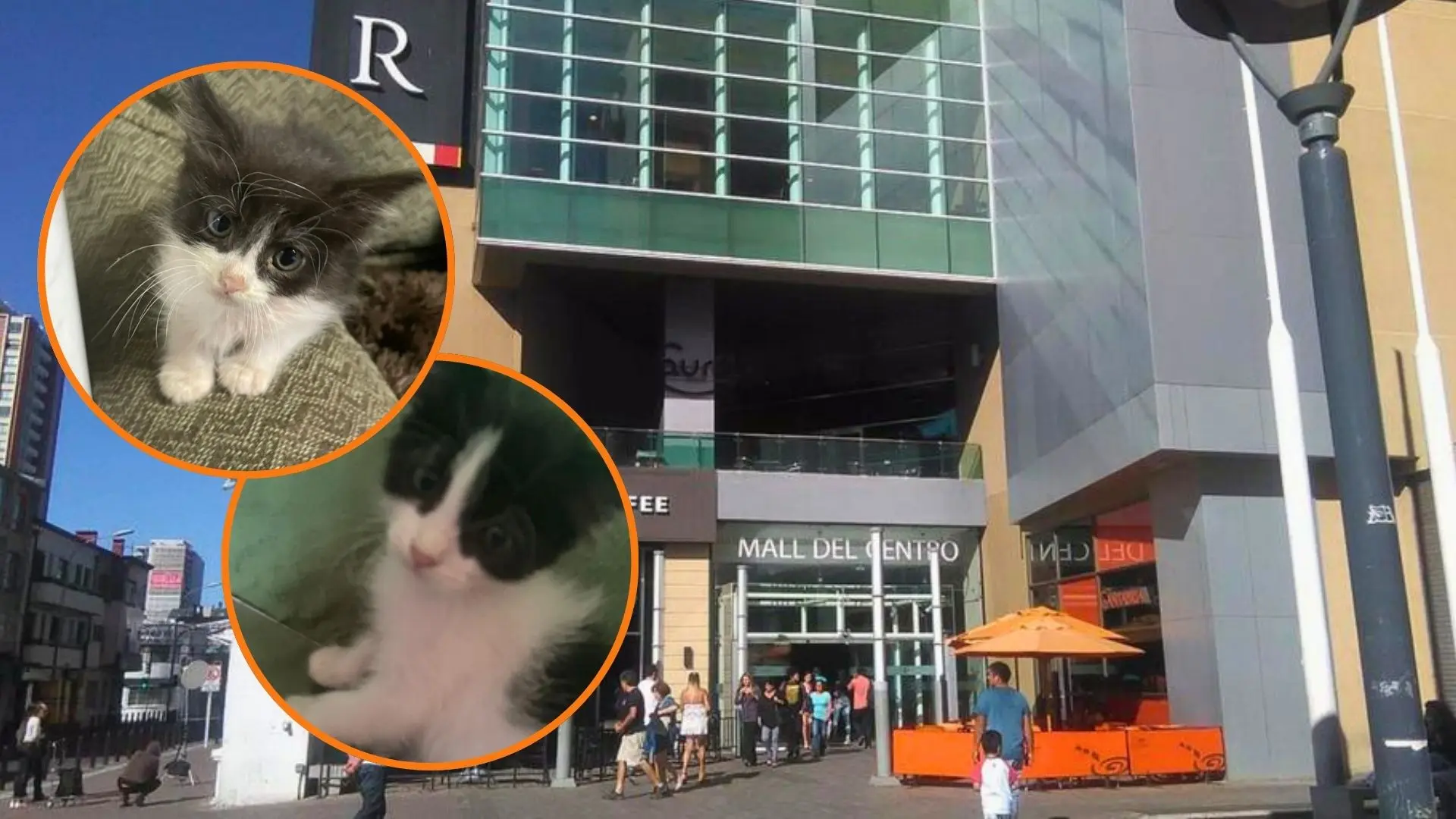 Adopción navideña: Perros y gatos buscan un hogar en el Mall del Centro Concepción este sábado