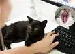 ¿Por qué los gatos maúllan más cuando saludan a los hombres? Un estudio revela la sorprendente razón