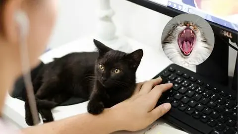 ¿Por qué los gatos maúllan más cuando saludan a los hombres? Un estudio revela la sorprendente razón