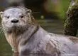 Plan para proteger al huillín: las medidas que buscan evitar su extinción en Chile
