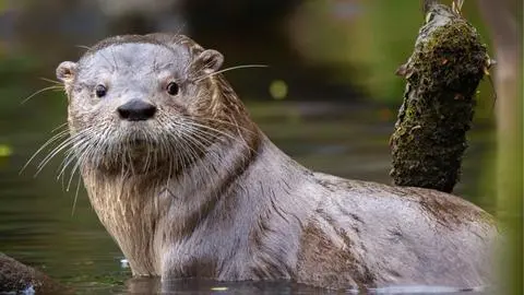 Plan para proteger al huillín: las medidas que buscan evitar su extinción en Chile