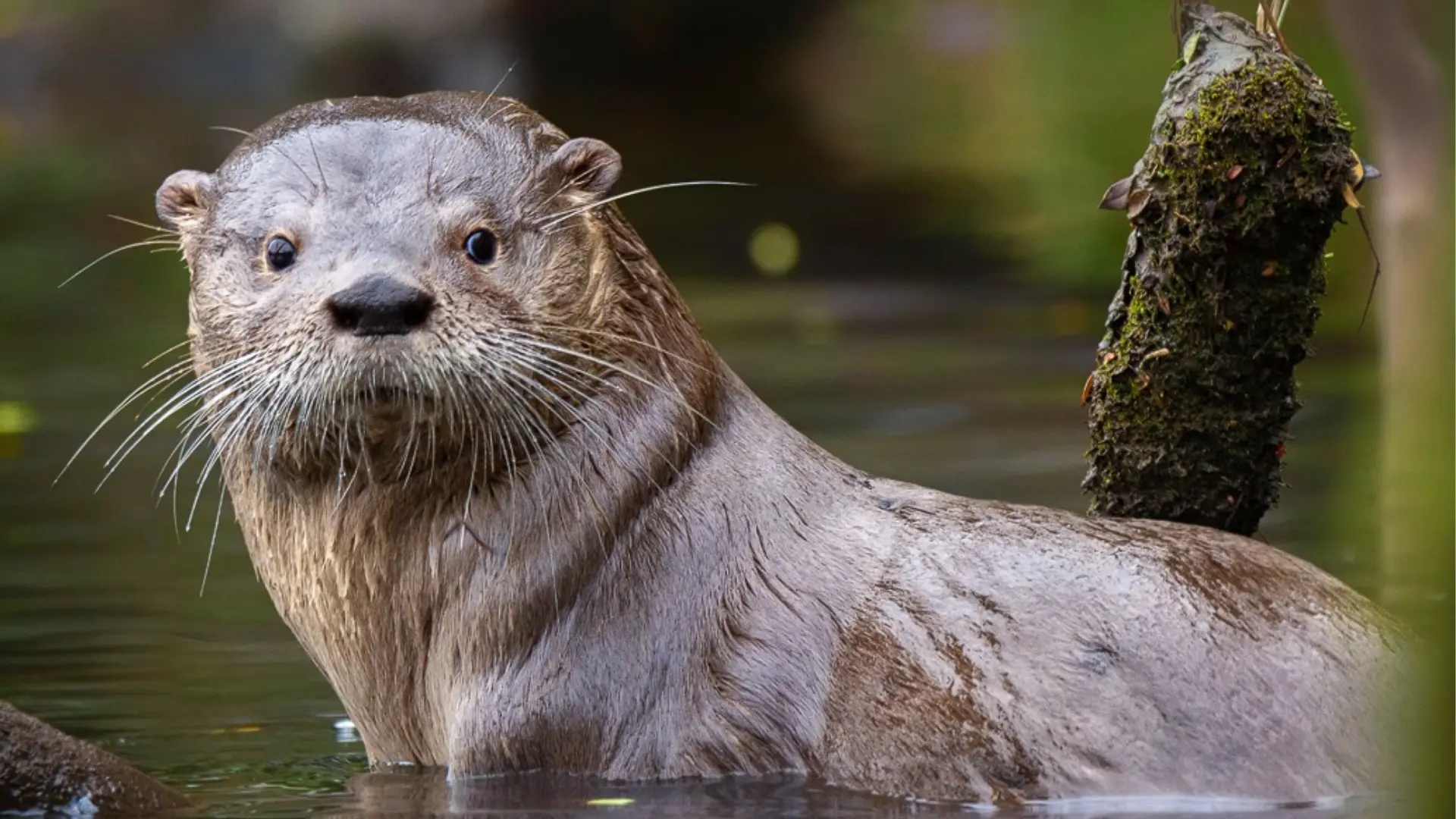 Plan para proteger al huillín: las medidas que buscan evitar su extinción en Chile