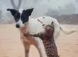 ¿Cómo detectar la demencia en perros o gatos?: estos son los síntomas