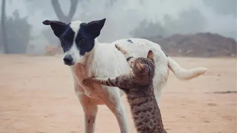 ¿Cómo detectar la demencia en perros o gatos?: estos son los síntomas