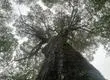 Conaf denuncia daño ambiental a árbol de 600 años en la Reserva Nacional Mocho Choshuenco