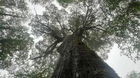 Conaf denuncia daño ambiental a árbol de 600 años en la Reserva Nacional Mocho Choshuenco