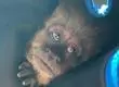 Mono escapó de zoológico en Concepción: la historia detrás de la fuga que sorprendió a todos
