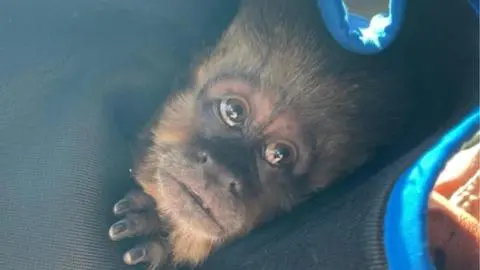 Mono escapó de zoológico en Concepción: la historia detrás de la fuga que sorprendió a todos