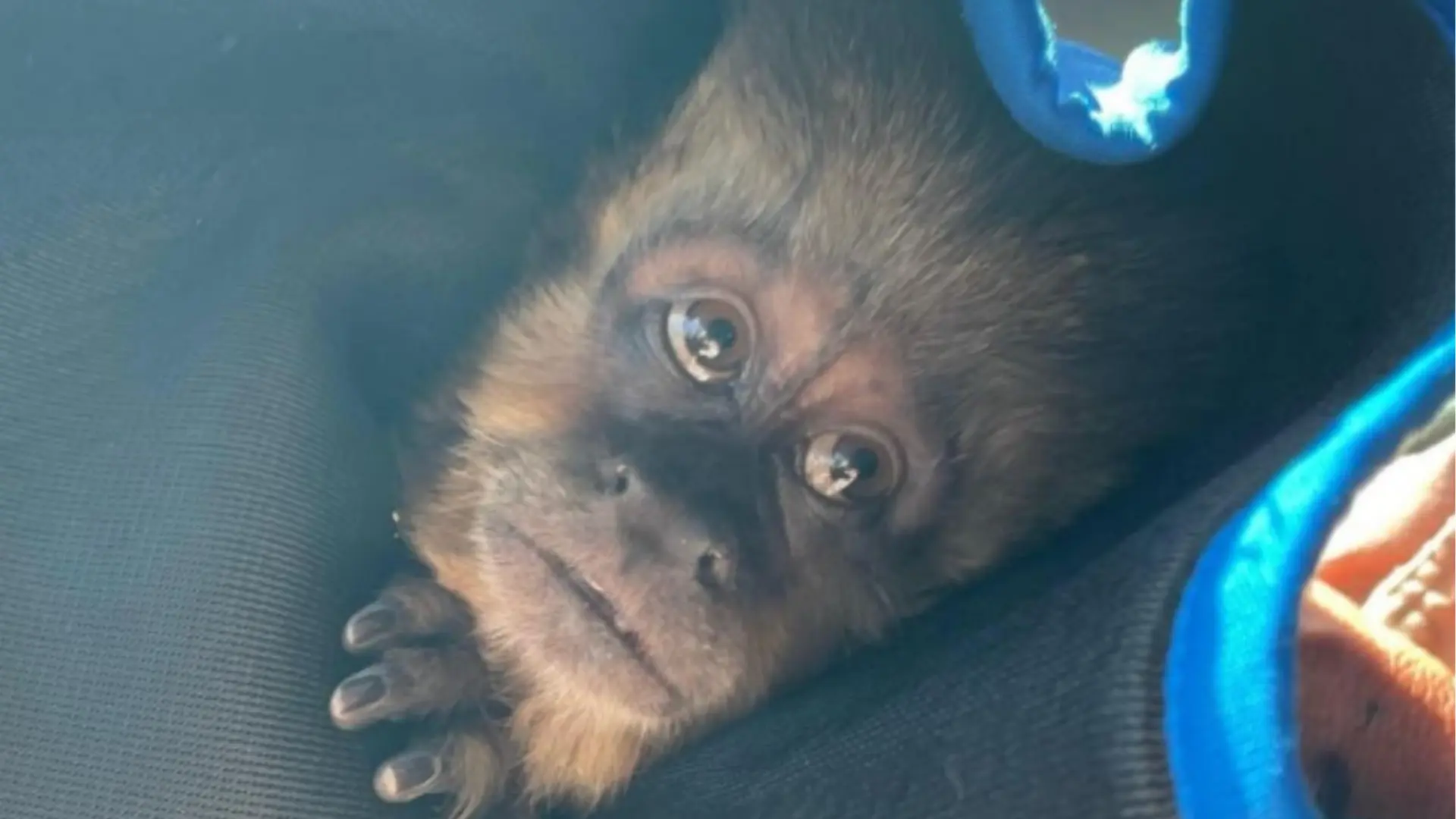 Mono escapó de zoológico en Concepción: la historia detrás de la fuga que sorprendió a todos