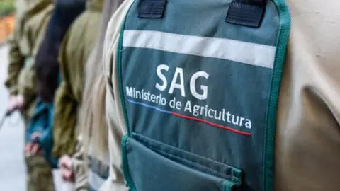 Qué es Thrynteina arnobia: La plaga forestal que interceptó el SAG en buque que llegó a Talcahuano