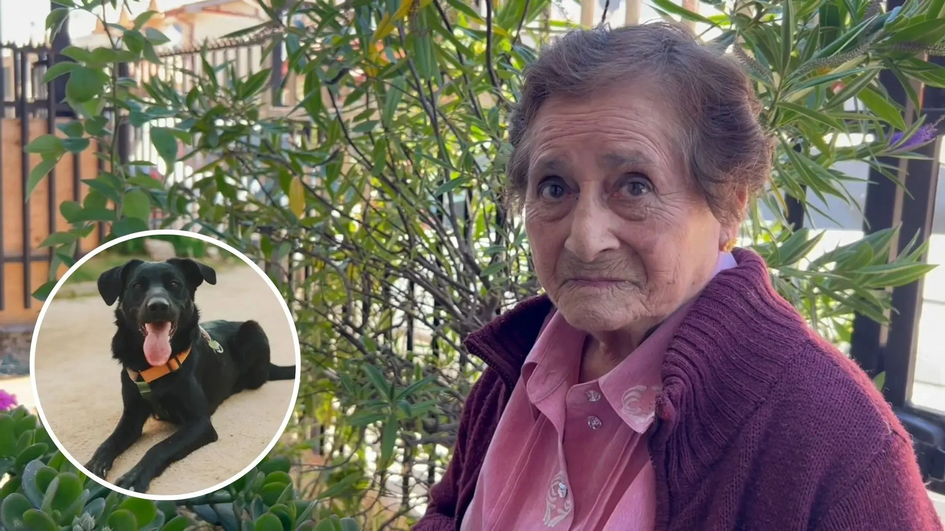 “Les importa más el perro que un humano”: Adulta mayor de 91 años en Hualpén justificó recurso de protección contra vecinos por ladridos de mascota