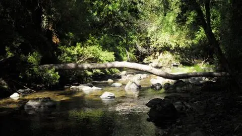 10% del Parque Nacional de Nonguén es ceniza: más de 300 hectáreas quemadas